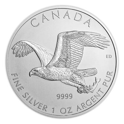 Canadian Bald Eagle